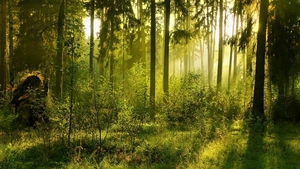 Региональный этап Всероссийского юниорского лесного конкурса «Подрост»